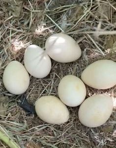 Fertile White Peafowl Eggs
