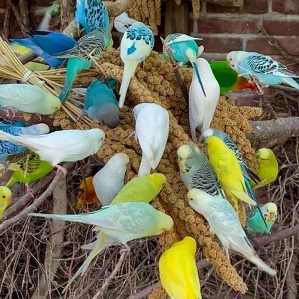 Budgerigar Birds for Sale | Healthy Budgies & Parakeets