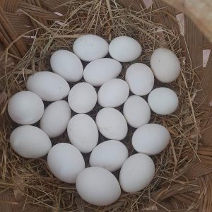 Fertile Cameo peafowl eggs from breeding pair, high-quality eggs for incubation and hatching peacocks