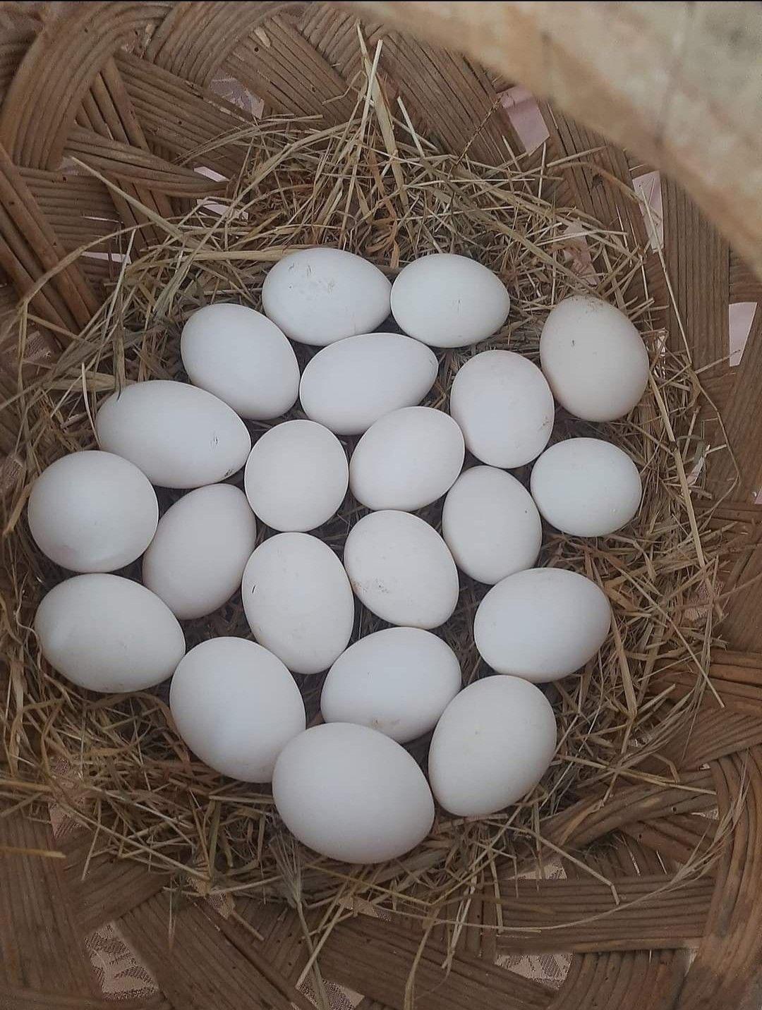 Fertile Cameo peafowl eggs from breeding pair, high-quality eggs for incubation and hatching peacocks