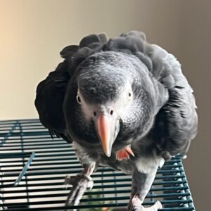Breeding Pair Timneh African Grey Parrots