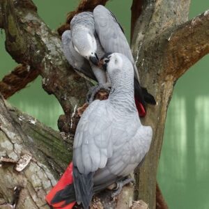 Breeding Pair Timneh African Grey Parrots