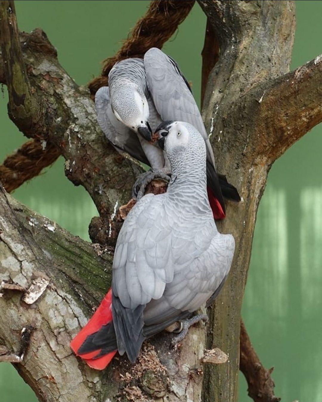 Breeding Pair Timneh African Grey Parrots Male and Female with Beautiful Grey Feathers
