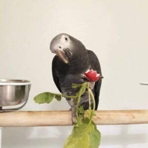 Female Timneh African Grey Parrot