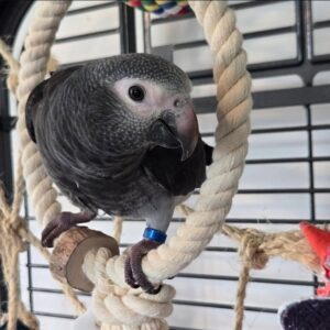 Female Timneh African Grey Parrot