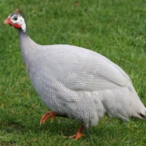 Lavender Guinea Fowl for Sale
