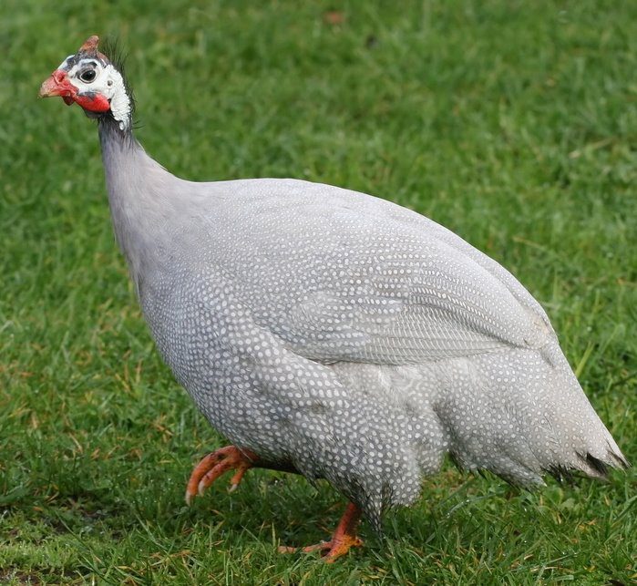 Lavender Guinea Fowl for Sale