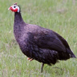 Royal Purple Guinea Fowl For Sale