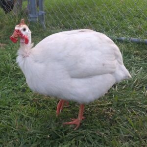 White African Guinea Fowl For Sale